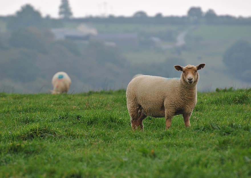 domba, yg berhubung dgn domba, wol, hewan, fauna, pedesaan, rumput