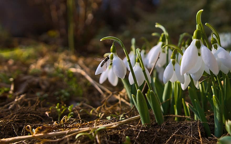 Snowdrops, White Flowers, Wildflowers, Flowers, Spring, Galanthus, flower, plant, springtime, close-up, green color