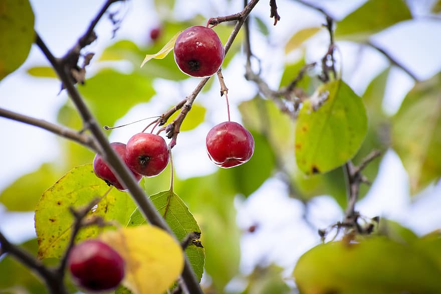 Крабапл, фрукты, ветка, красные фрукты, листья, дерево, завод, съедобный, природа, осень