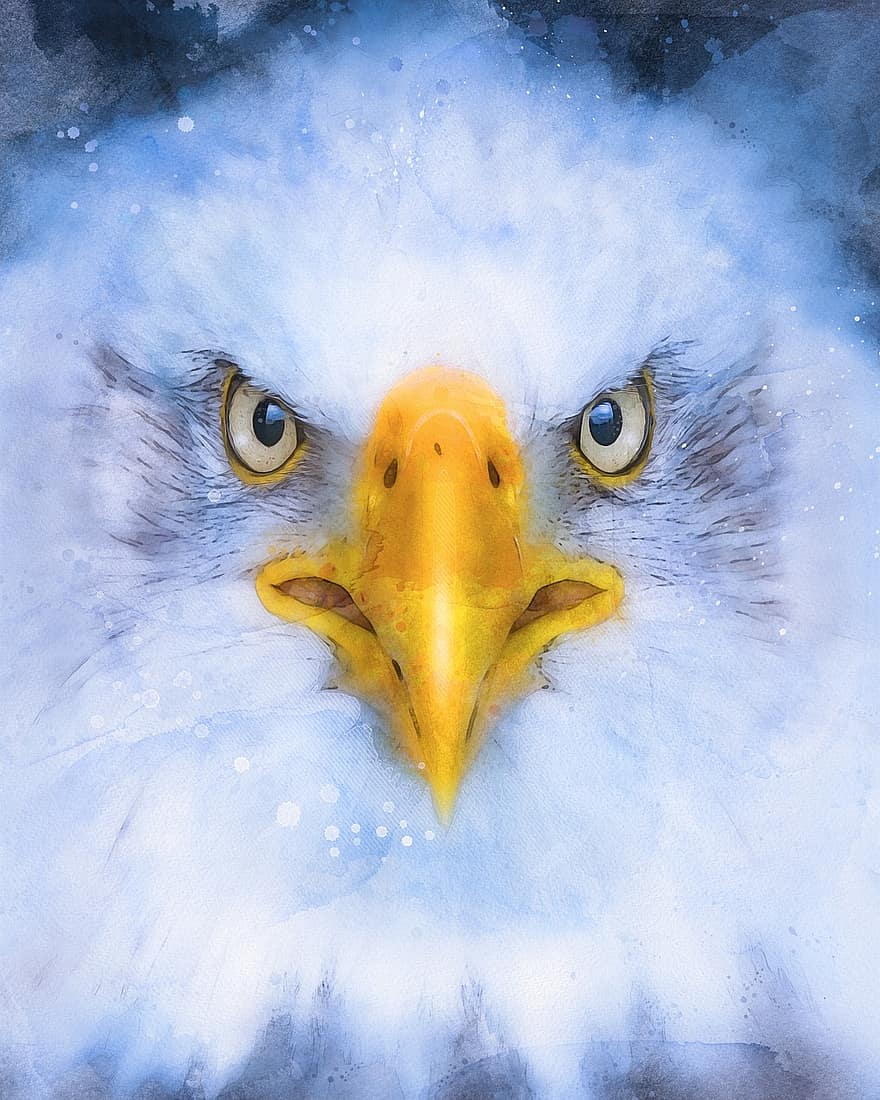 águila, blanco, marrón, retrato, depredador, naturaleza, salvaje, plumaje, símbolo, emblema, pico
