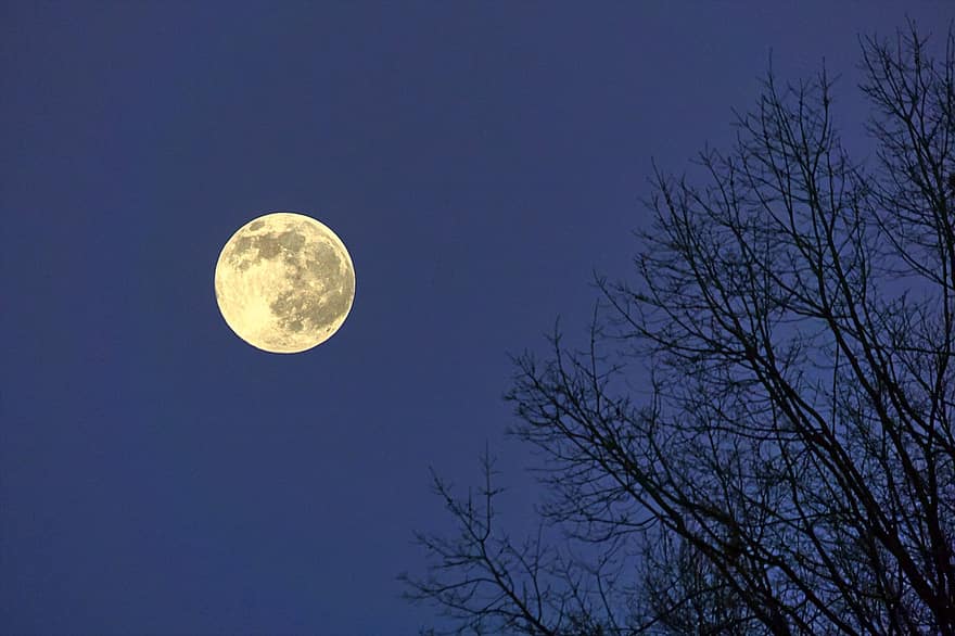 ดวงจันทร์, พระจันทร์เต็มดวง, ต้นไม้, กลางคืน, แสงจันทร์, สีน้ำเงิน, ดาราศาสตร์, มืด, ดาวเคราะห์, ช่องว่าง, พื้นผิวดวงจันทร์