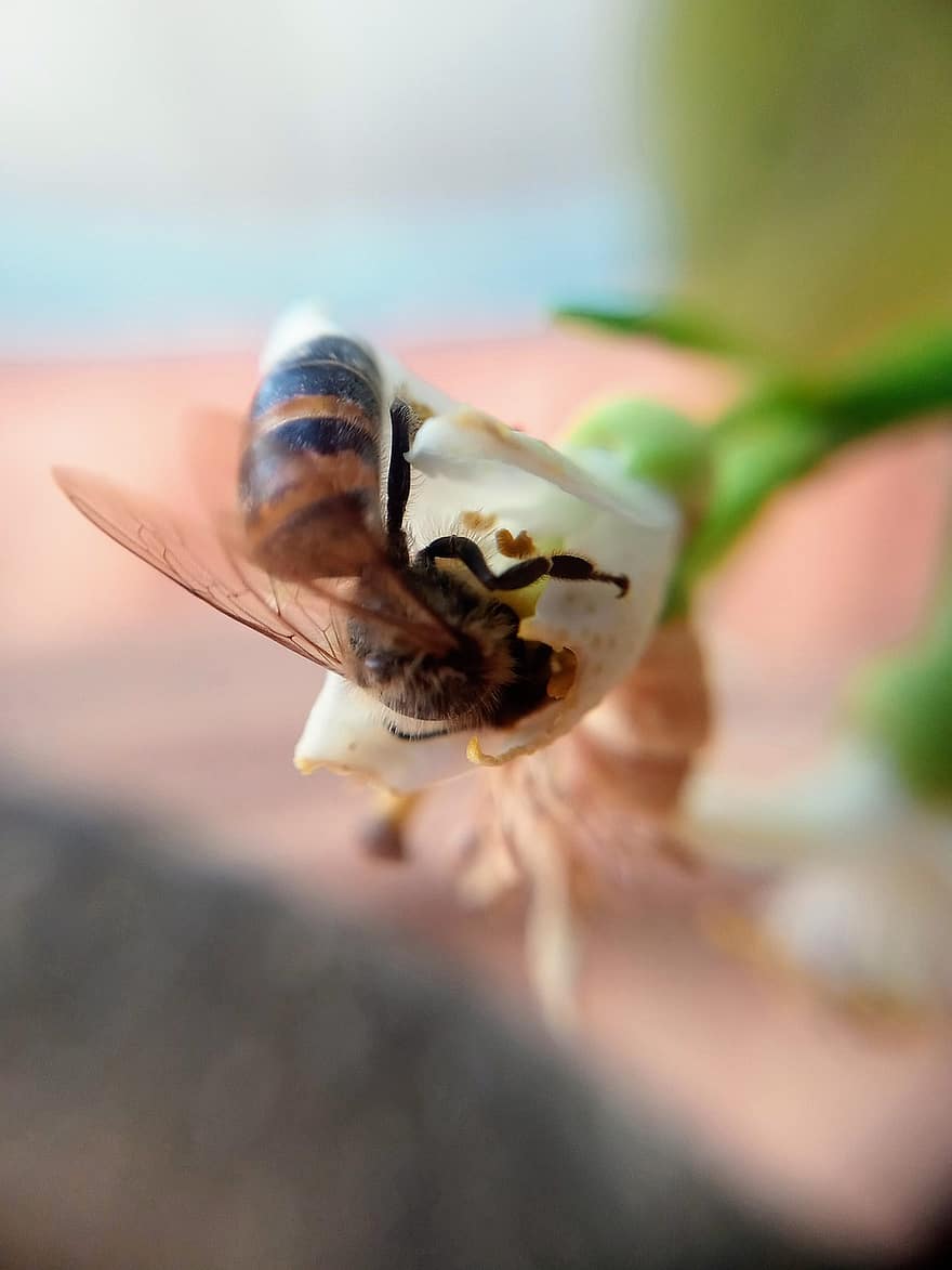 vakarietiška bitė, vabzdys, bičių, apis mellifera, makro