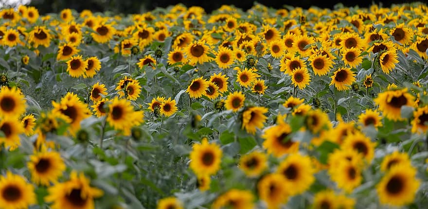 Flower, Sunflower, Field Of Sunflowers, Wild Sunflower, Bloom, Nature, Plant, Field, Flora