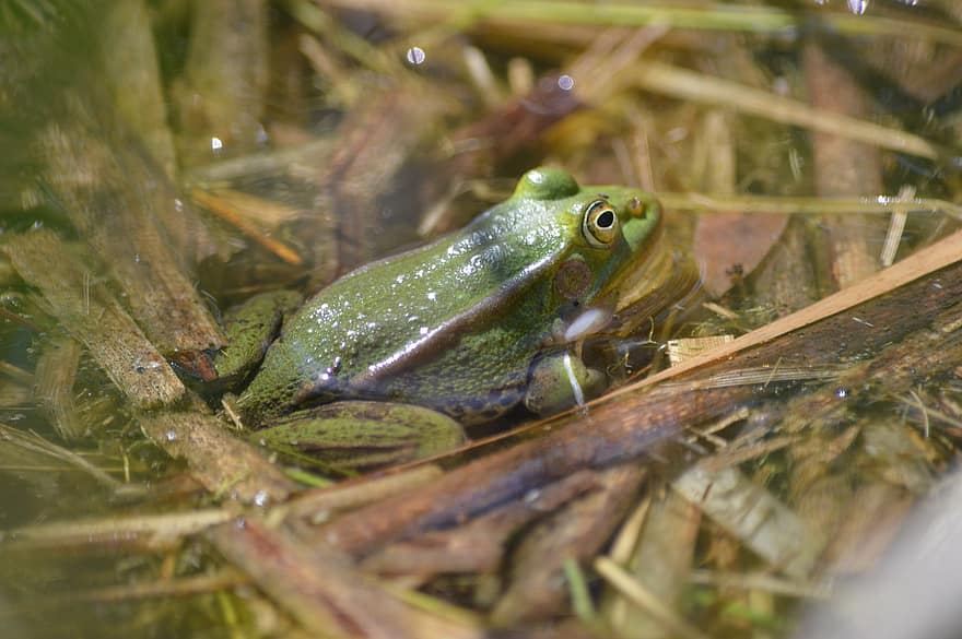 Frog, Animal, Pond, Water, Nature, Amphibians, Frog Pond, Water Creature