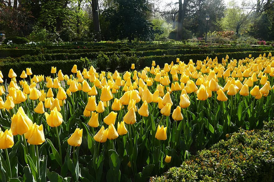 tulipaner, blomster, hage, felt, gule blomster, petals, gule kronblader, blomst, blomstre, flora, vårblomster