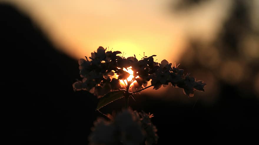 Flower, Sunset, Silhouette, Evening, Sky