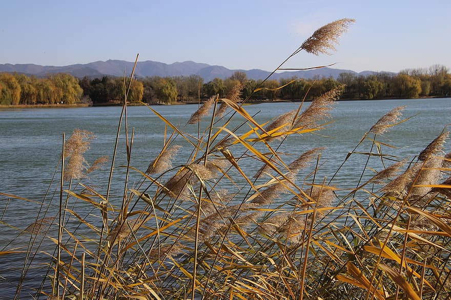 Reed, Plant, Lake, Flora, Grass, Mountains, Scenery, Scenic, Nature, Forest, Winter