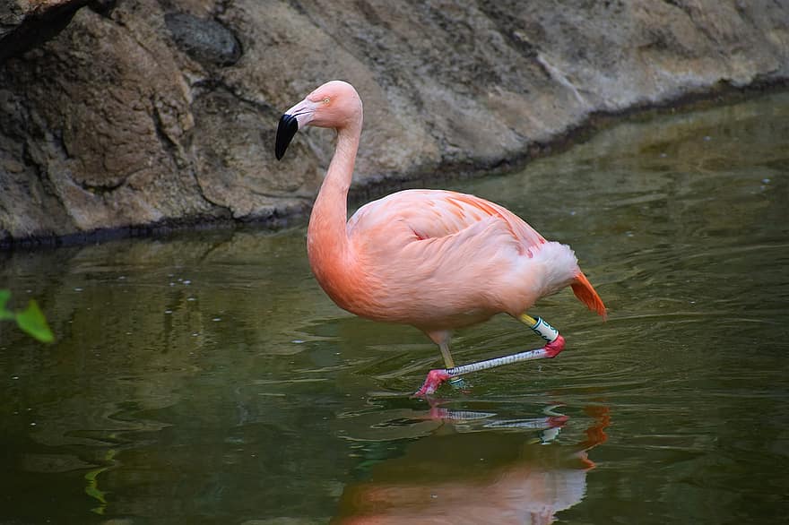 Flamingo, Tier, Watender Vogel, Wasservogel, Tierwelt, Gefieder, Natur, Vögel, Fluss, See, Wald