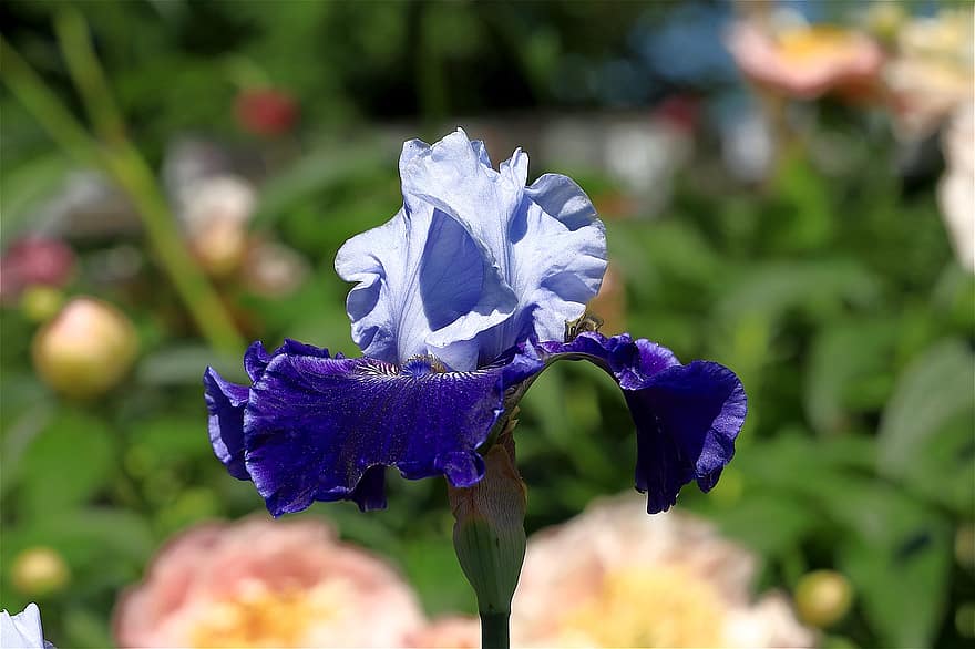 Iris, Blume, Garten, Blütenblätter, blühen, Flora, Pflanze, Natur