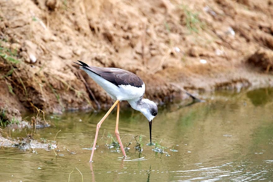 black-winged stilt, bird, river