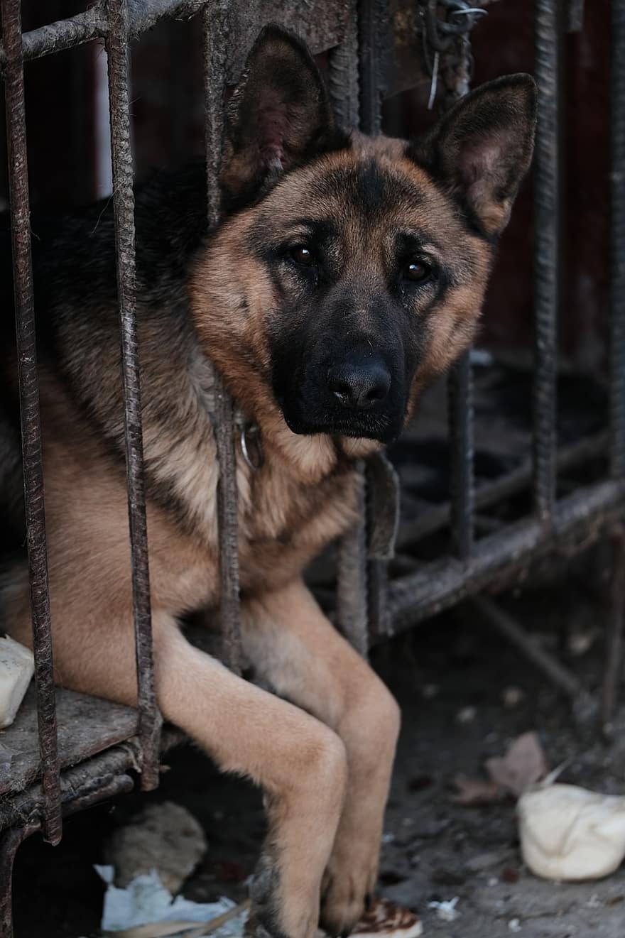 cão, wolfhound, cela, pastor alemão, canino, enjaulado, bloqueado, trancado