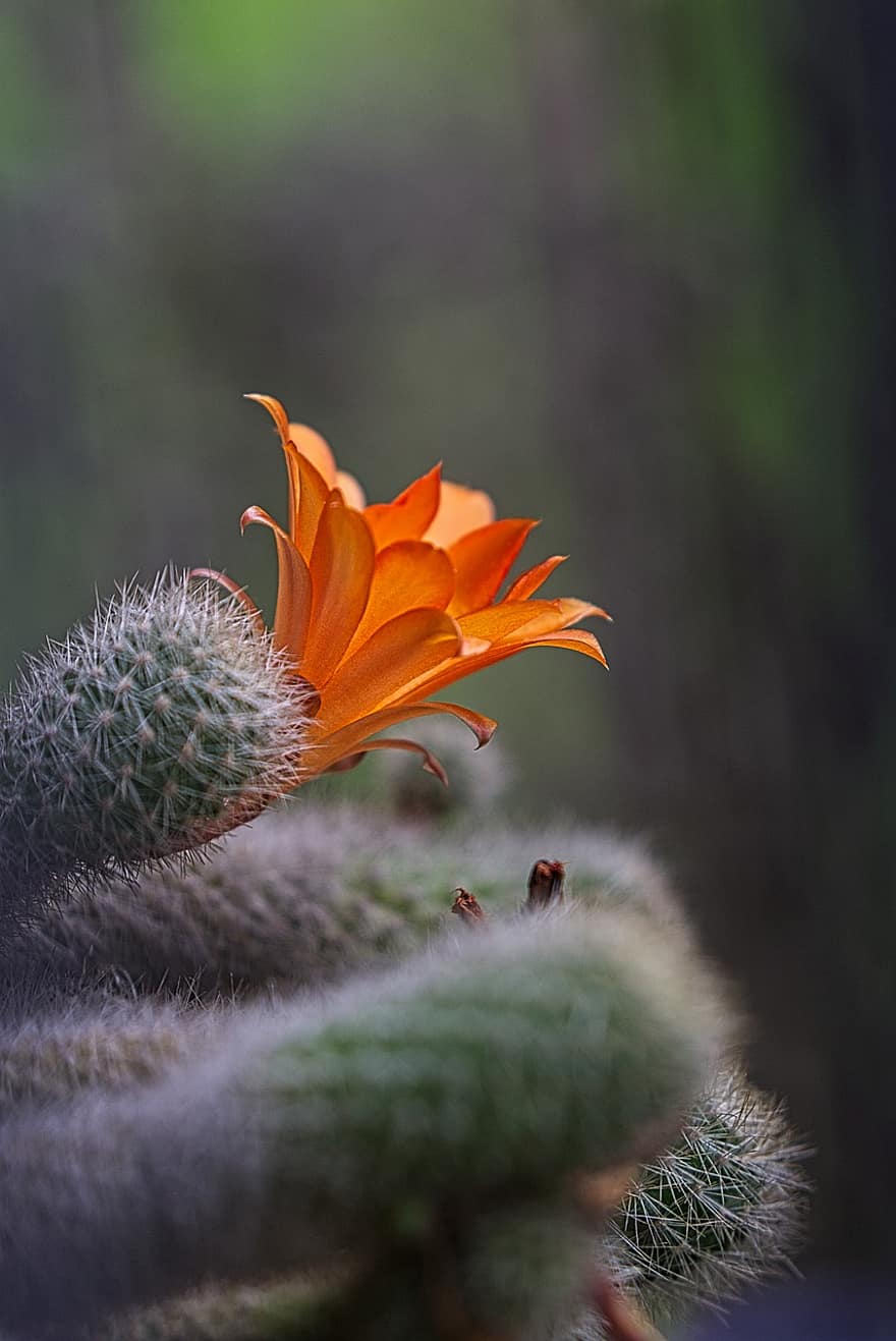 cactus, spini, floare, spinos, ace, înţepător, floare portocalie, inflori, a inflori, floră, botanică
