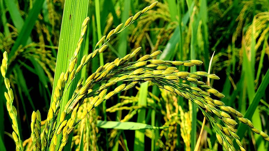ris, fält, risfält, korn, gröda, åkermark, lantbruk, bruka, jordbruk, odling, natur