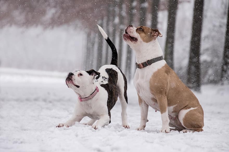 bokszoló, kutyák, hó, havazás, háziállat, állatok, hazai kutya, tépőfog, emlős, aranyos, hóesés