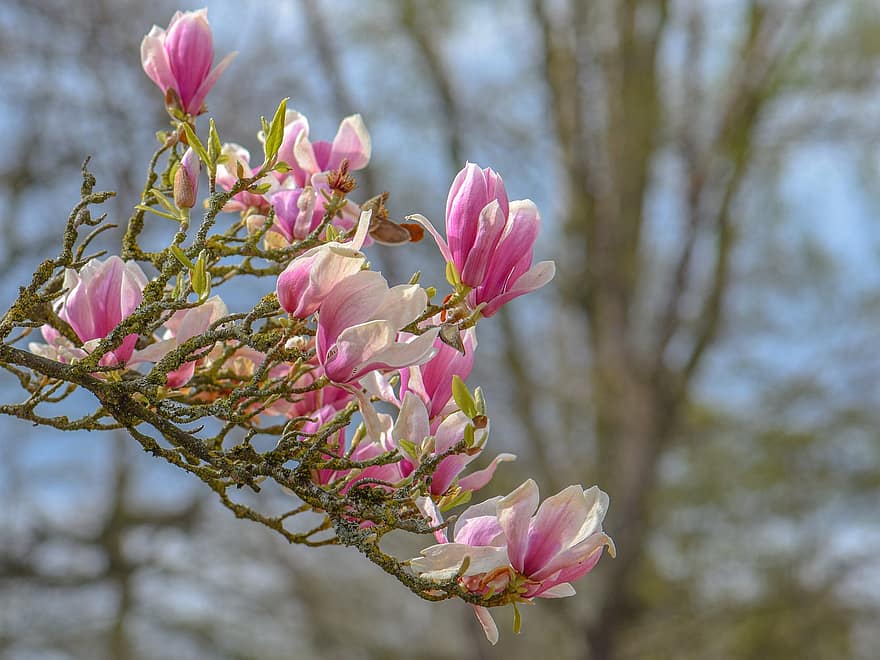 magnolia, bunga-bunga merah muda, bunga-bunga, mekar, alam, bunga, menanam, kepala bunga, merapatkan, daun bunga, daun