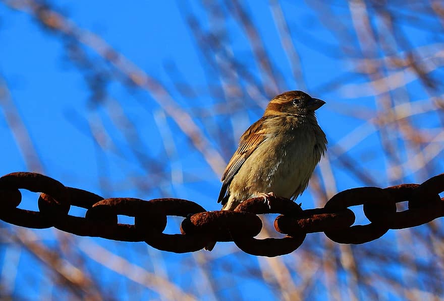 Eurasian Tree Sparrow, fugl, dyr, dyreliv, fjærdrakt, kjeder, perched, ornitologi, fugletitting, natur, dyr i naturen