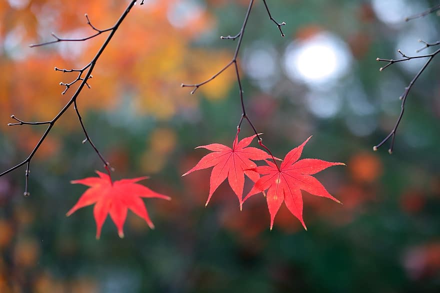 ruduo, rudens lapai, rudenį, lapai, pobūdį, sezoną, medis, geltona, miškas, kelių spalvų, ryškios spalvos