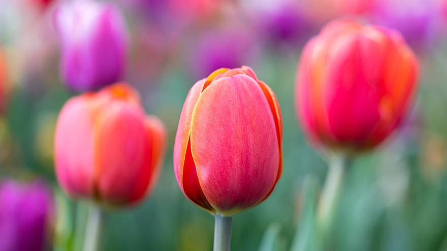 tulipány, květiny, rostlin, okvětní lístky, květ, flóra, zahrada, záhon, park, Příroda, tulipán