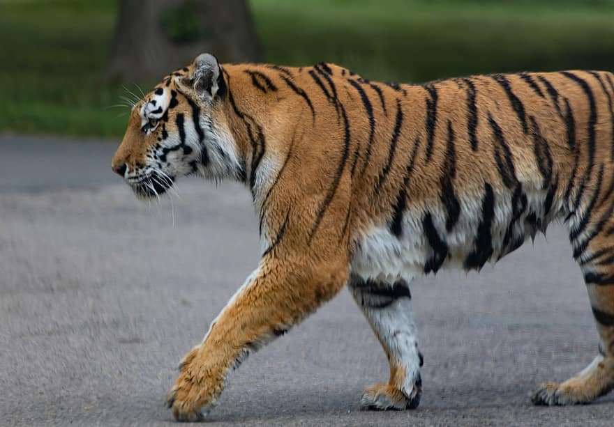 Tigre, depredador, cazador, naturaleza, animal, fauna silvestre, peligroso, rayas, bestia, salvaje, carnívoro