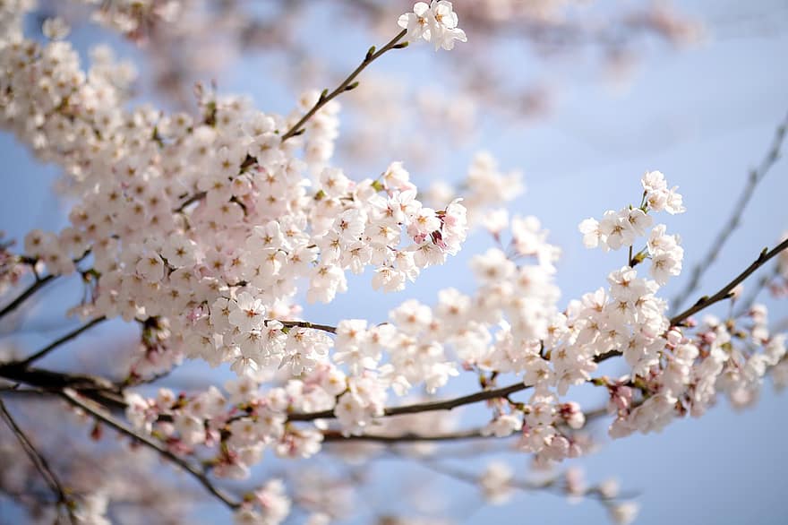 квіти, весна, цвітіння вишні, дерево, сезонні, Японія, цвітіння, пелюстки, зростання, відділення, квітка