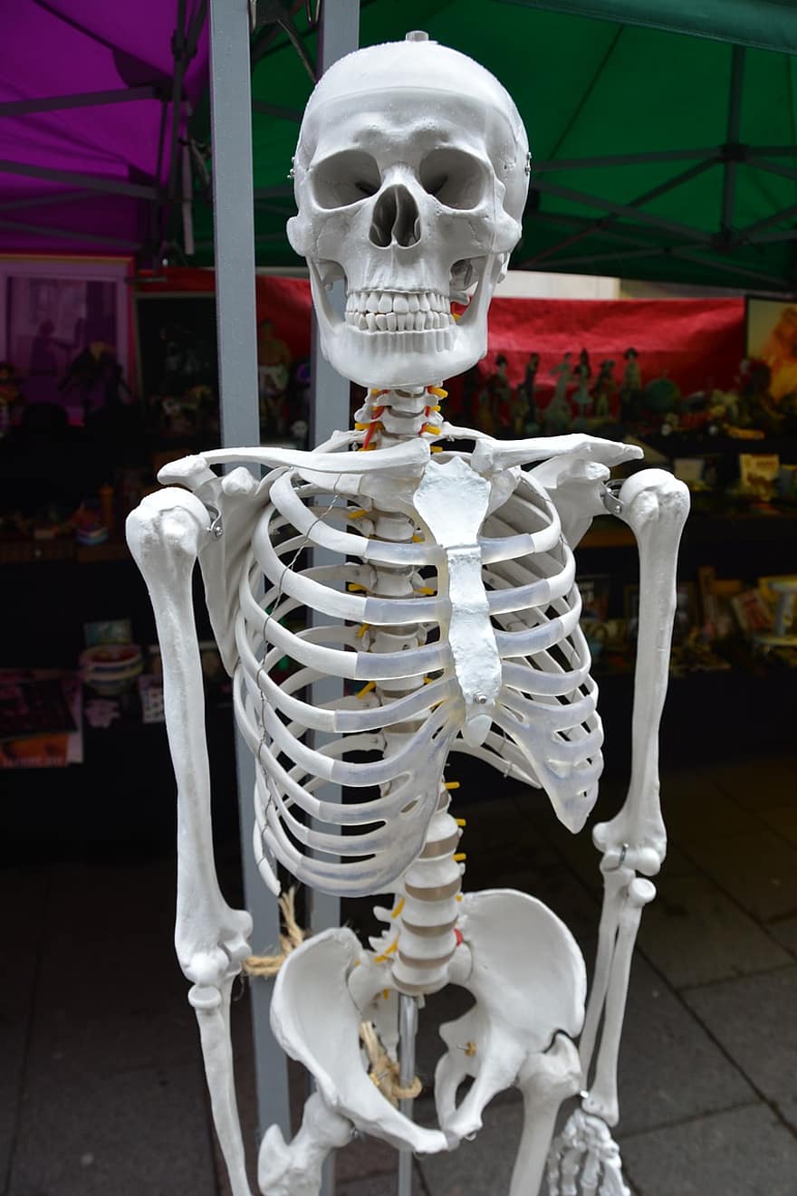 squelette, des os, Humain, corps, anatomie, médical, santé, médicament, mixte, colonne vertébrale, épaule