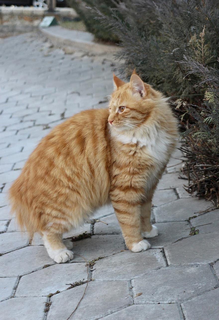 кішка, котячих, тварина, домашня тварина, милий, помаранчевий кіт, кошеня