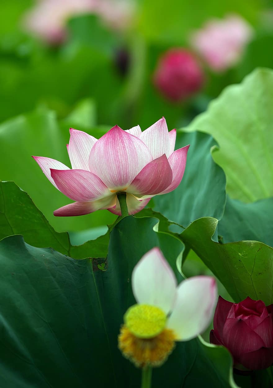lotus, flor, planta, pètals, fulles, nenúfar, flor rosa, flor de lotus, florir, planta aquàtica, flora