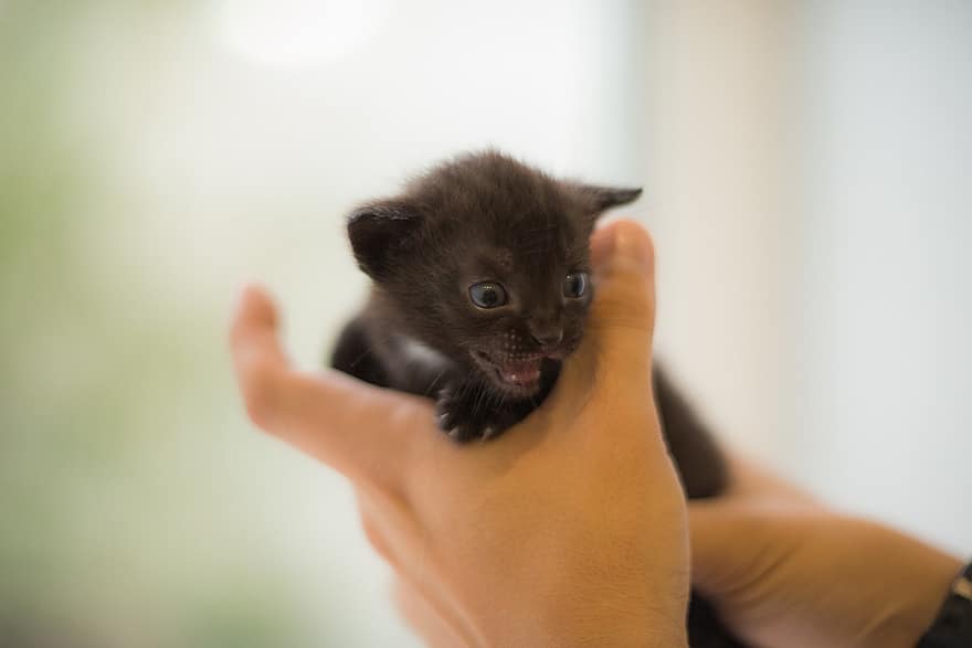 gato, gatinho, animal, gatinha, gato preto, gato bebê, gato jovem, gato doméstico, felino, mamífero, fofa