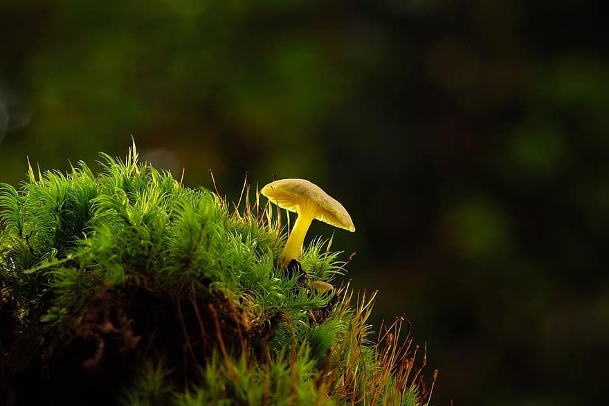 mushroom, strunk, moss
