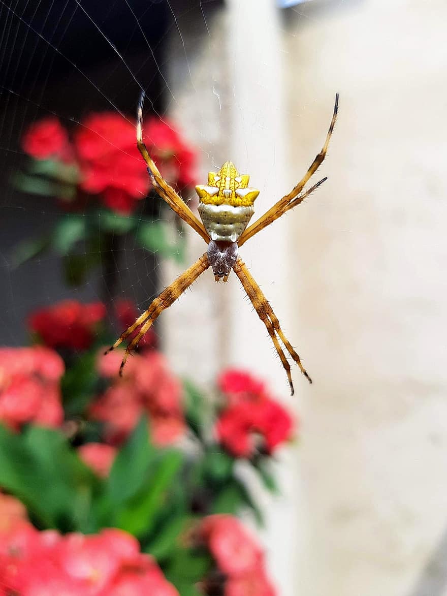 edderkop, spindelvæv, edderkoppespind, web, natur, silke, arachnid, dyreliv, gul edderkop, tæt på