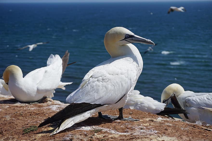 Birds, Northern Gannet, Feathers, Plumage, Beak, Seabirds, Ave, Avian, Ornithology, Bird Watching, Animals