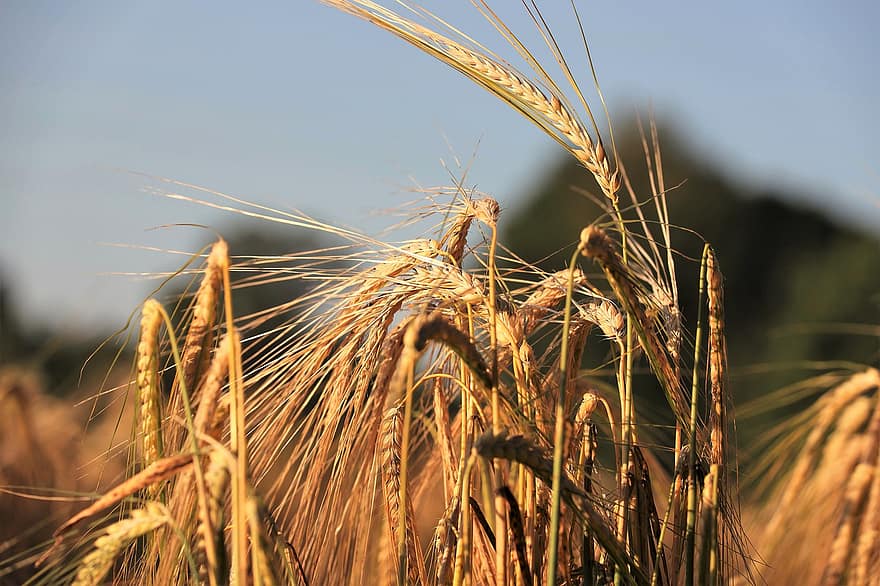 Barley Baron, tanaman, biji-bijian, pertanian, gandum musim dingin, makanan, sereal, pertumbuhan, musim semi, alam, pemandangan pedesaan