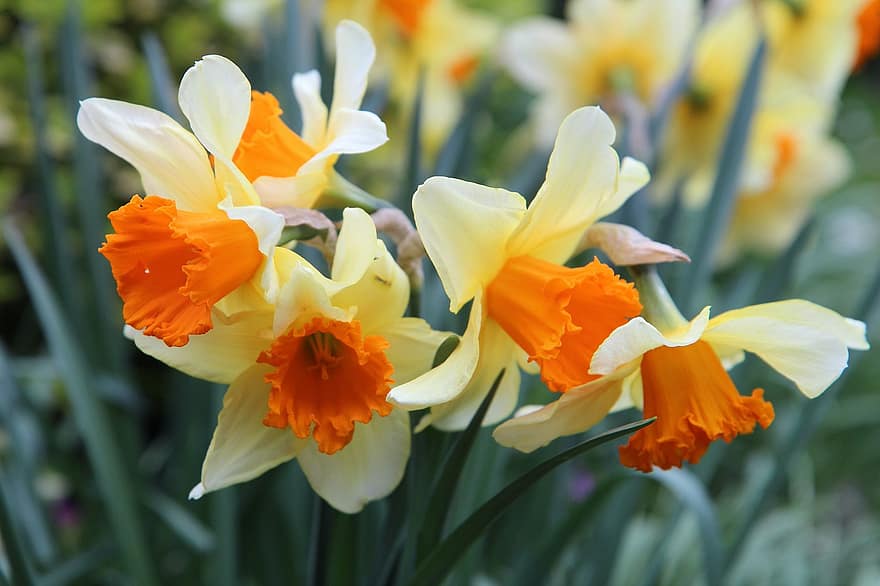 blomster, Narcissus, farger, vår, vårfarger, hage, blomst, blomsterhodet, anlegg, nærbilde, sommer