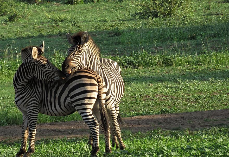 zebra's, dieren, safari, zoogdieren, paarden, dieren in het wild, fauna, wildernis, wild, savanne, gras