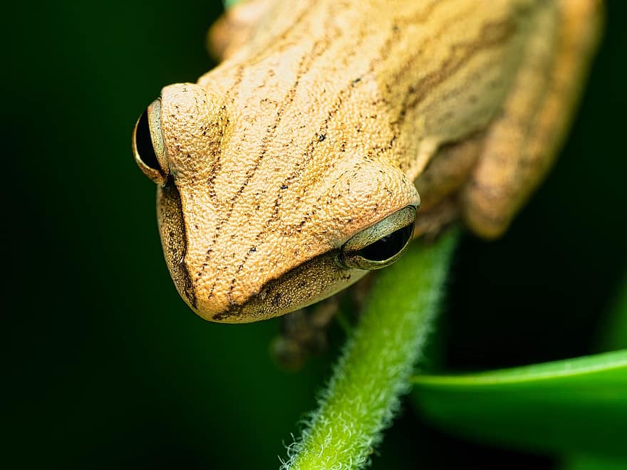 treefrog, βάτραχος, αμφίβιο, άγρια ​​ζωή, γκρο πλαν, πράσινο χρώμα, macro, μάτι των ζώων, έρπων, είδος μικρής σαύρας, ζώα στη φύση