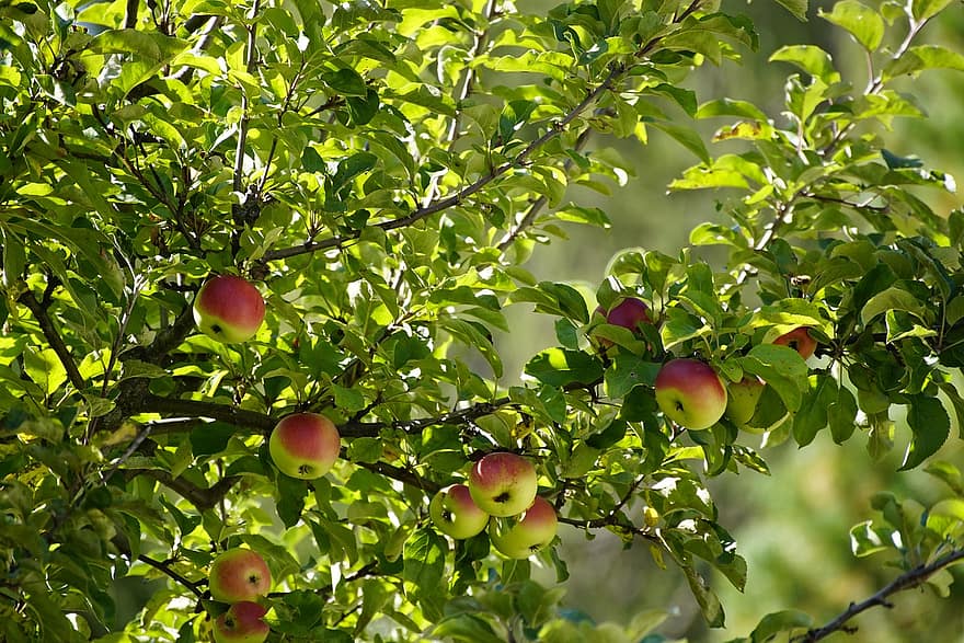 μήλα, φρούτα, φαγητό, φρέσκο, υγιής, ώριμος, οργανικός, δέντρο, γλυκός, παράγω, κλαδί