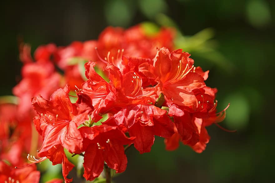 азалия, цветя, червени цветя, листенца, червени венчелистчета, разцвет, цвят, флора, природа, растения, цъфтящи растения