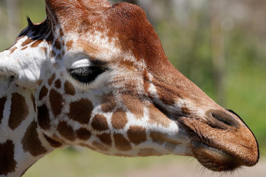 žirafa, hlava, srst, tvář, oko, zvíře, zvířecí hlavy, detail, zvířata ve volné přírodě, Afrika, tráva