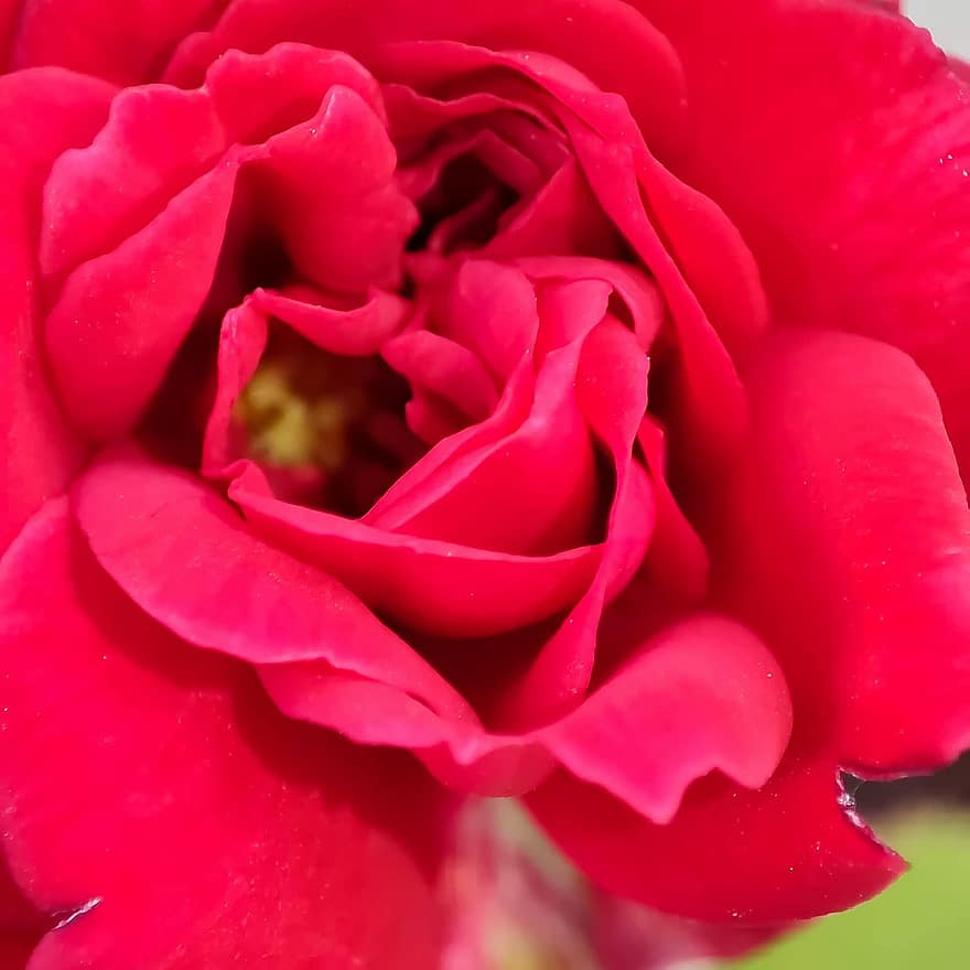 Rosa, flor, rojo, pétalos, floración, planta, de cerca, pétalo, cabeza de flor, hoja, frescura