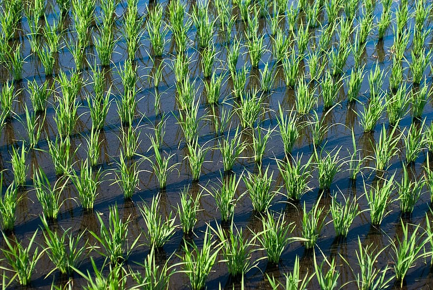 rīsi, nelobītu lauku, lauksaimniecību, jomā, augiem, izaugsmi, ūdens, raksturs, ainavu, Japāna