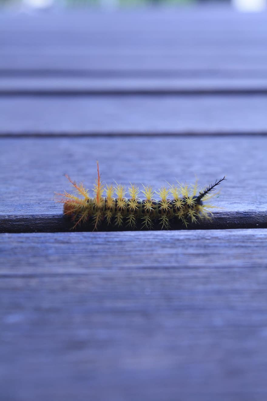 lagarta, Pseudoautomeris Caterpillar, inseto, mata atlântica, Brasil, Região Sul, fechar-se, plantar, madeira, cor verde, macro
