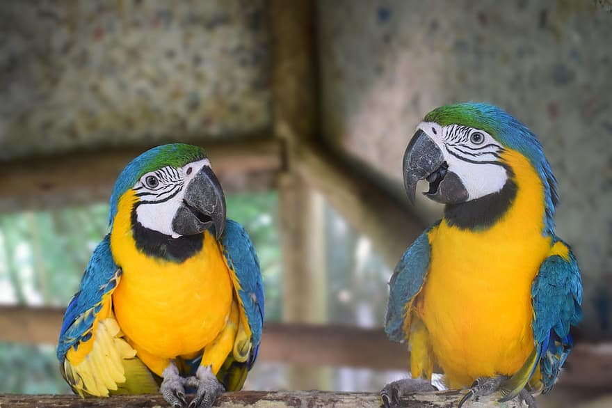 macaws, πουλιά, σκαρφαλωμένο, μπλε-και-κίτρινο macaws, παπαγάλοι, των ζώων, ράμφος, νομοσχέδιο, φτερά, closeup, Σύνθεση του Fabrício Gonçalves