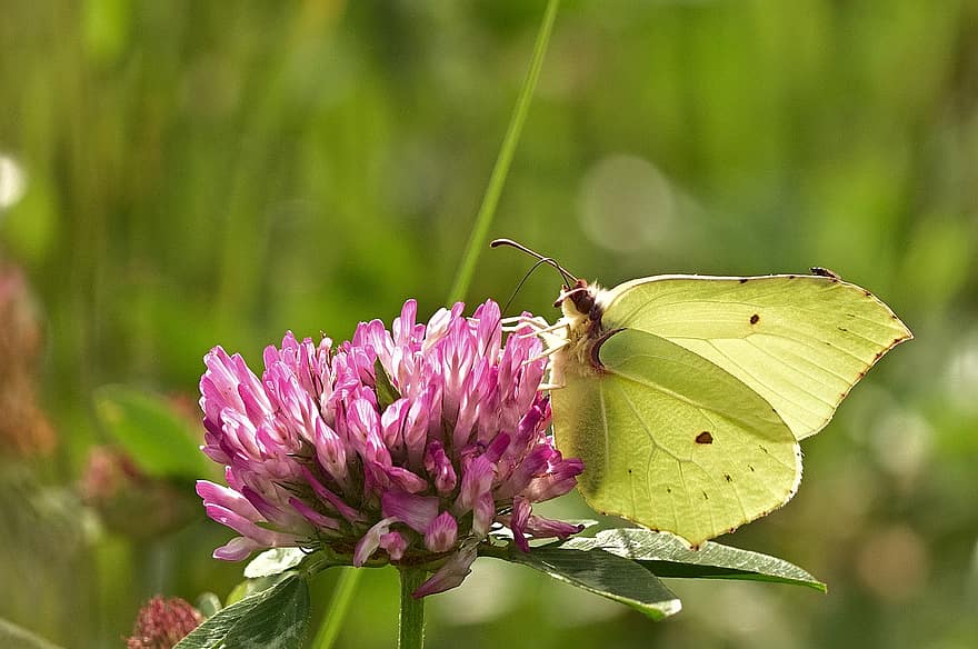 Gonepteryx rhamni, blühen, Schmetterling, Nahansicht, Schmetterlinge, Gelb, Sommer-