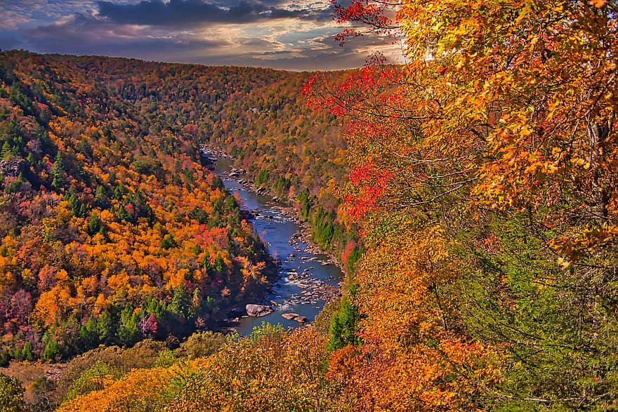 новая река, деревья, падать, цвет, река, поток, западная Вирджиния, листва, горы