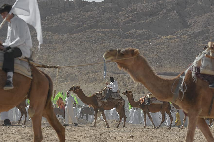 camelo, animais, qom, Irã, Teatro de Condolências, Tazieh, Evento de Ghadir Khumm, shia, islâmico, religião, fé
