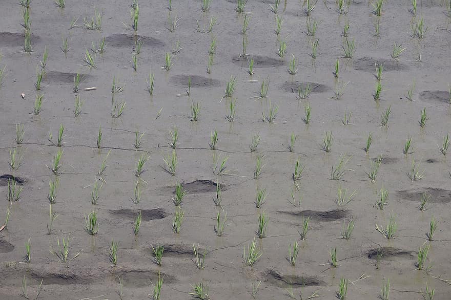 rizière, riz, les semis, ferme, champ, terres arables, surgir, les plantes, agriculture, empreintes de pas, la nature