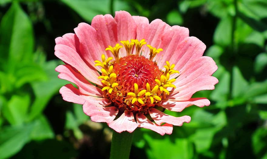 Zinnie, Blume, pinke Blume, rosa Zinnie, blühen, Pflanze, Flora, Blütenblätter, Pollen, Garten, Natur