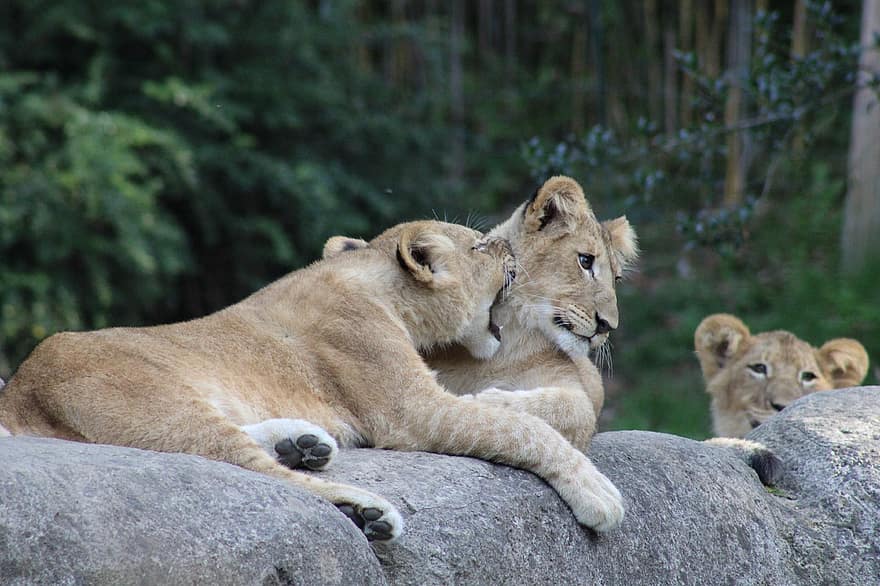 лъвица, животни, дивата природа, лъв, хищници, бозайници, големи котки, братя и сестри, хапя, природа, зоологическа градина