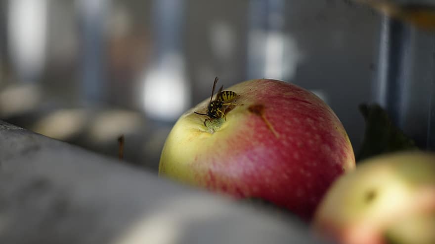 Apple, Bee, Nectar, Wasp, Nature, Insect