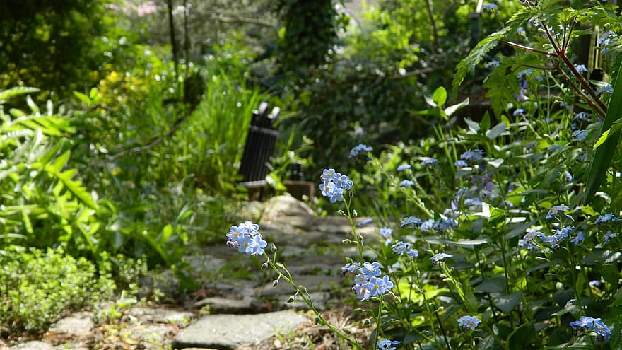 The Path, Forget-me-nots, Garden, Nature, Spring